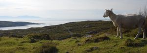 Sheeps view of Rona- took from fearnmore between applecross and shieldaig west coast of scotland.